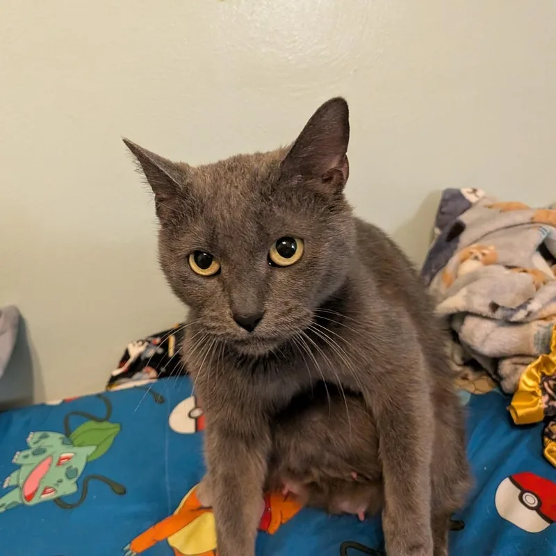 An adult medium-sized female Gray / Blue / Silver Domestic Short Hair cat named Mya for adoption in Irwin, PA