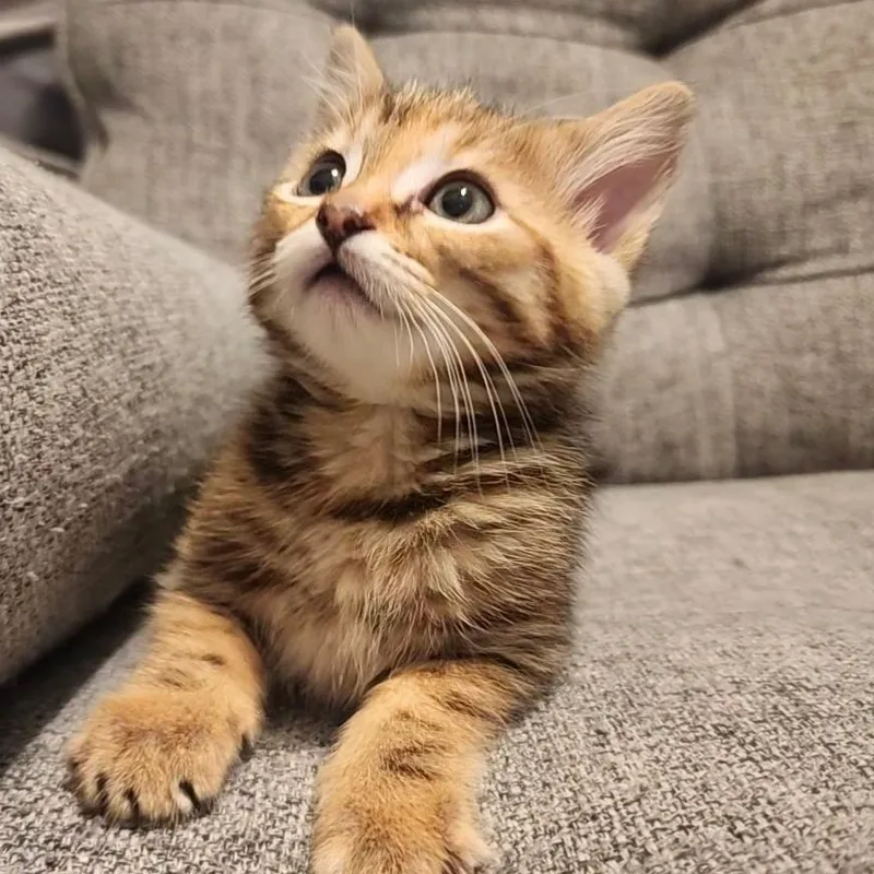 A baby small-sized female Brown / Chocolate Domestic Short Hair cat named Kika for adoption in Long Beach, CA