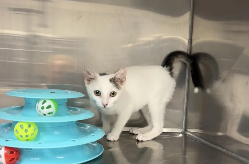 A baby medium-sized female White Domestic Short Hair cat named Riley for adoption in Montville, NJ