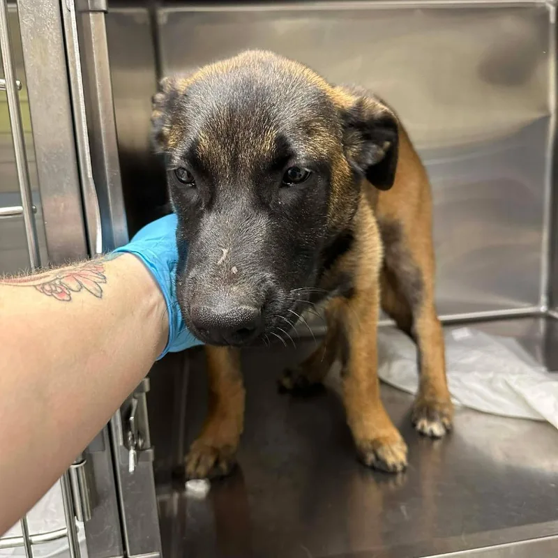 A young medium-sized female Brown / Chocolate German Shepherd Dog dog named Freya for adoption in Bastrop, TX