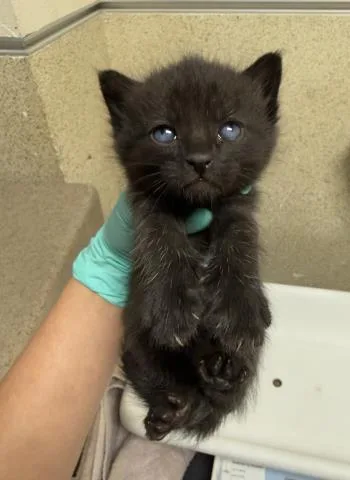 A baby small-sized female Domestic Short Hair cat named Beetle for adoption in Riverside, CA