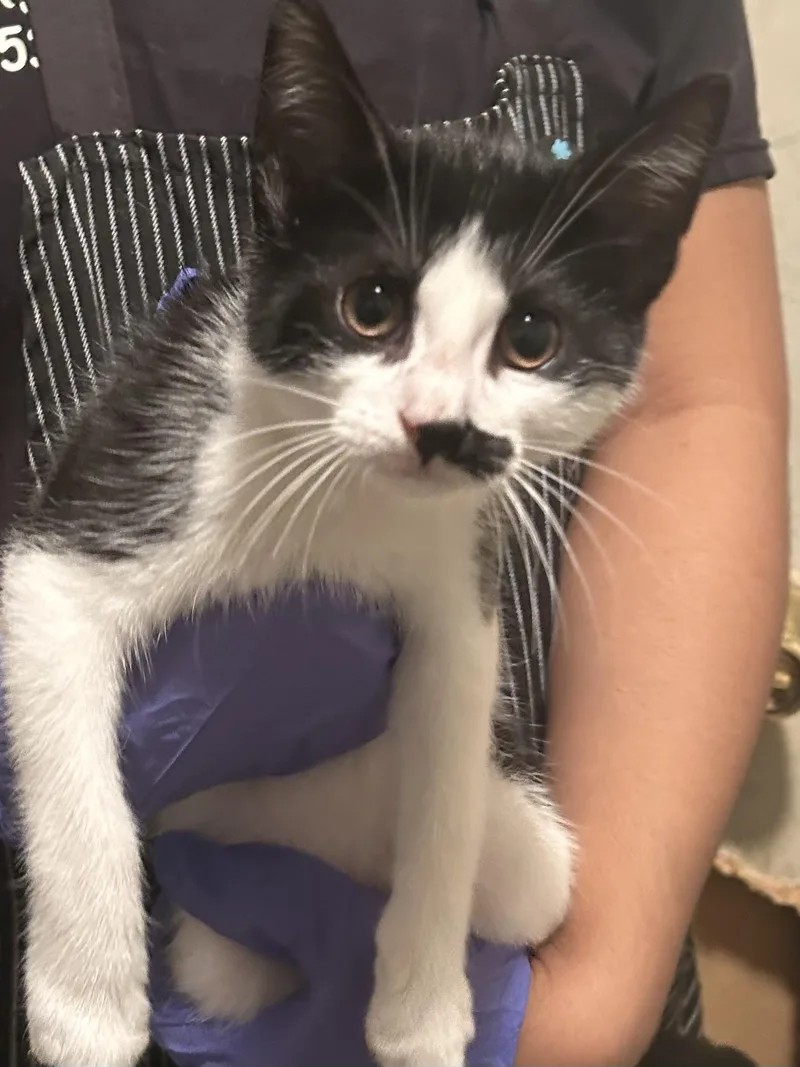 A baby medium-sized female Black & White / Tuxedo Tuxedo cat named Stash for adoption in Baker, LA