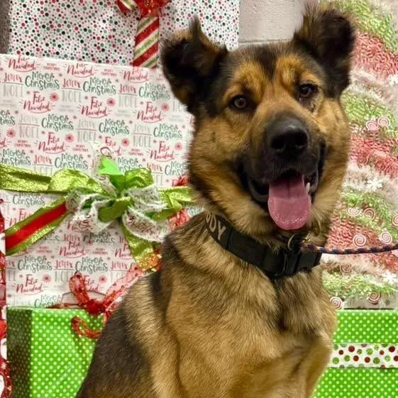 An adult large-sized male Brown / Chocolate German Shepherd Dog dog named Teddy for adoption in Bellingham, WA