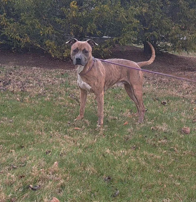 A young medium-sized male Brindle American Bully dog named Raja for adoption in McMinnville, TN