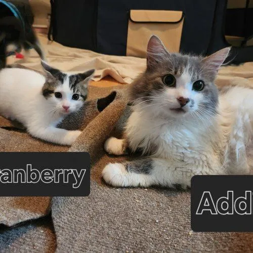Adzuki "Addie"