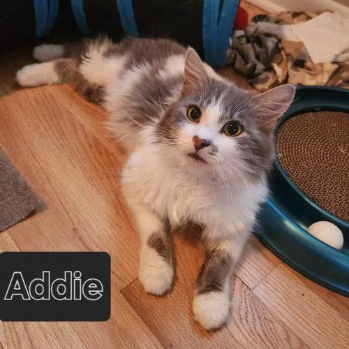 Adzuki "Addie" thumbnail 2