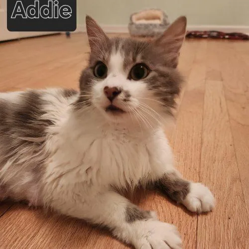 Adzuki "Addie" thumbnail 3