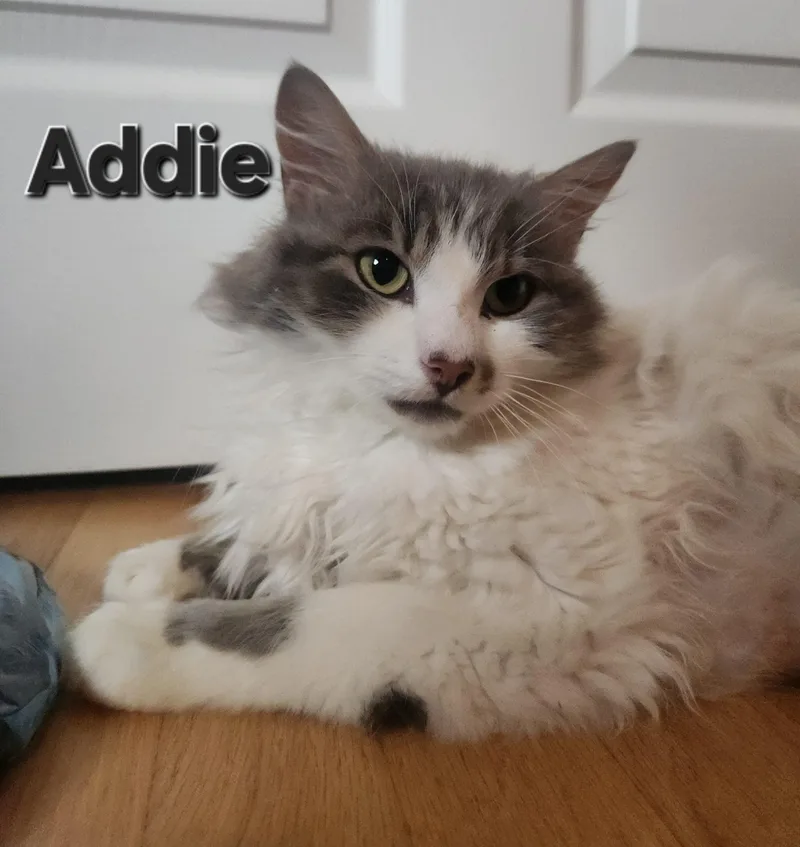 Adzuki "Addie" thumbnail 5