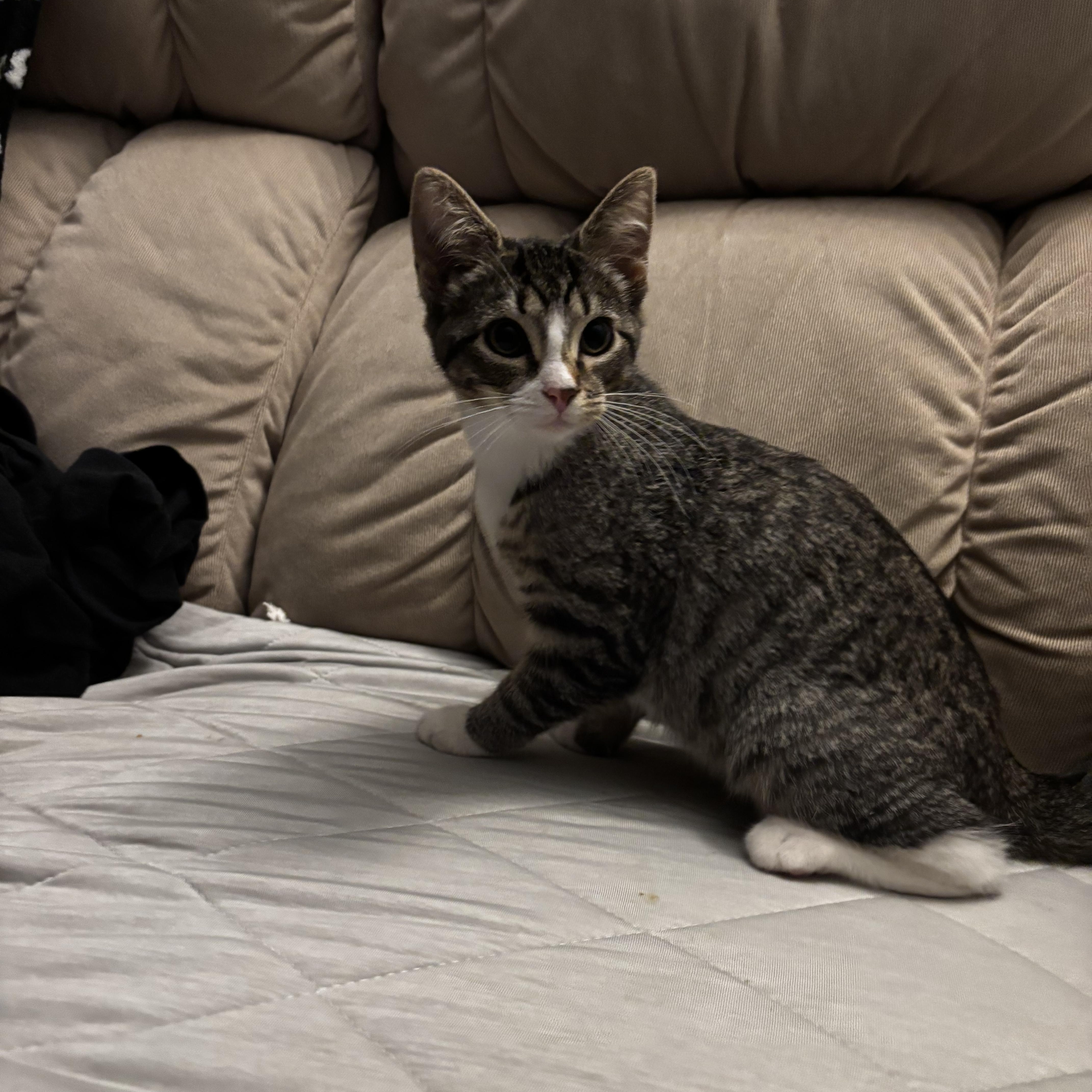 A baby medium-sized female Tabby (Brown / Chocolate) Domestic Short Hair cat named Suki for adoption in Beltsville, MD