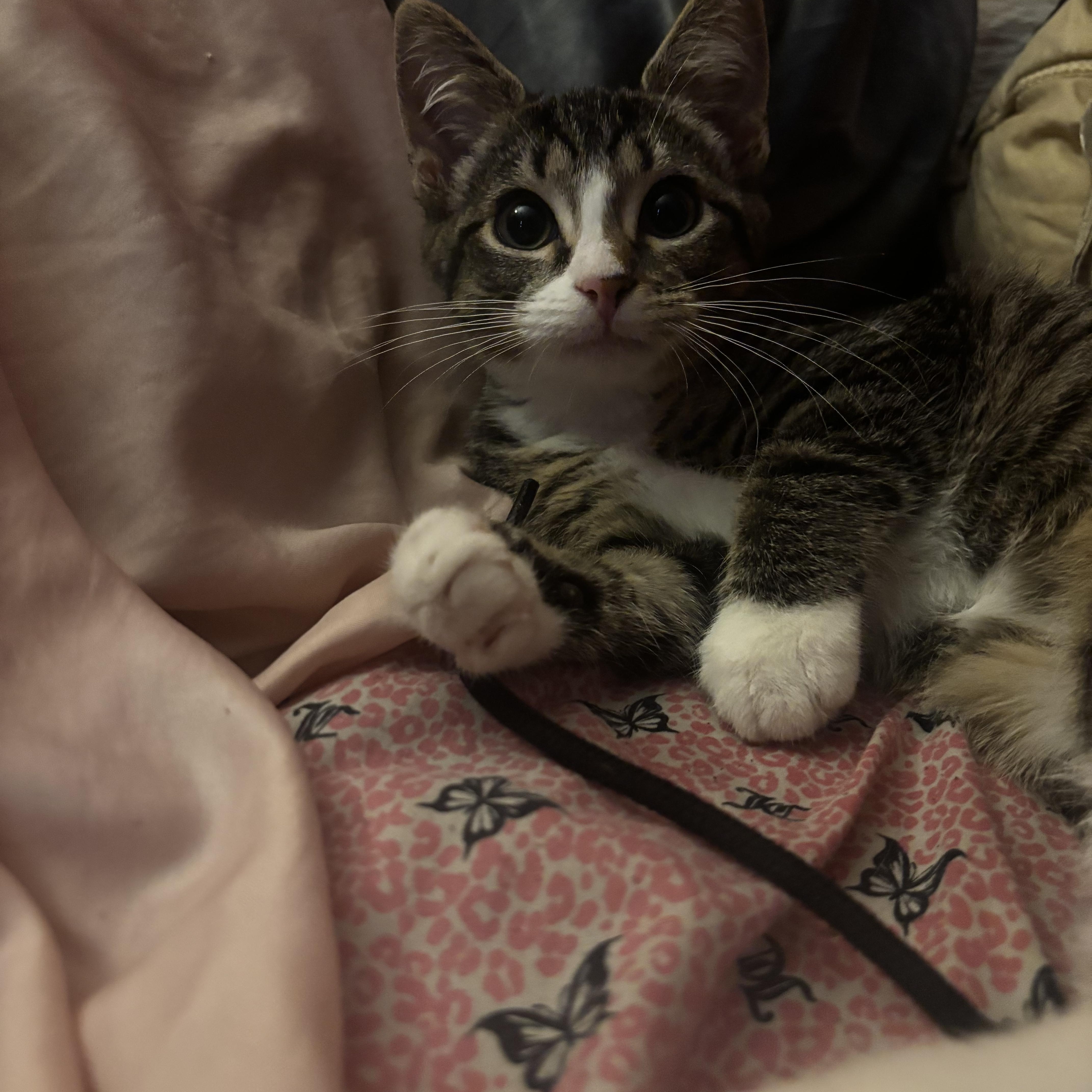 Suki thumbnail 2