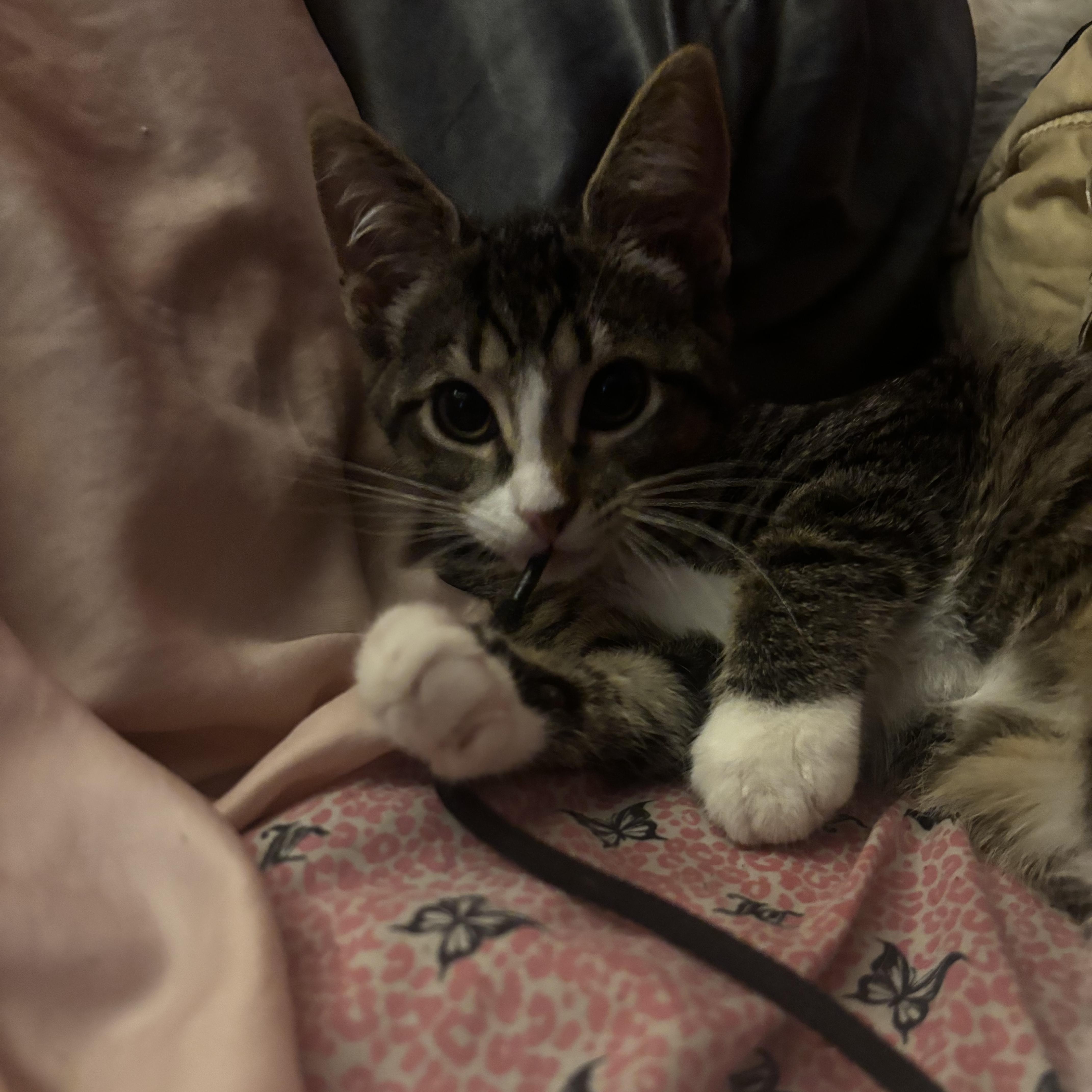 Suki thumbnail 3
