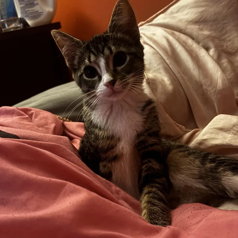 Suki thumbnail 4