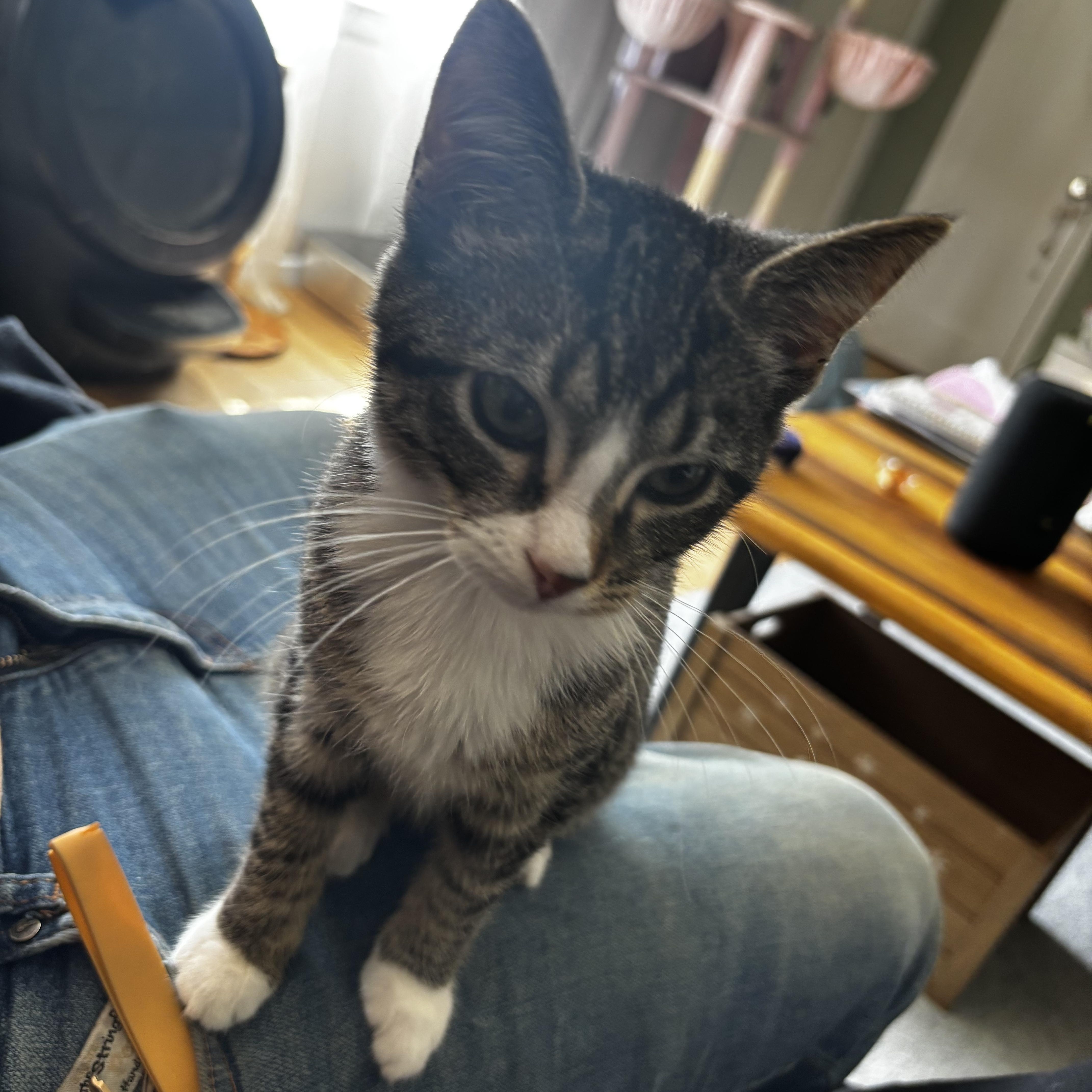 Suki thumbnail 6