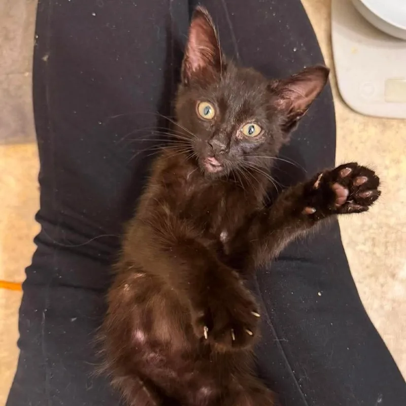A baby small-sized male Black Domestic Short Hair cat named MomoJW for adoption in Tallahassee, FL
