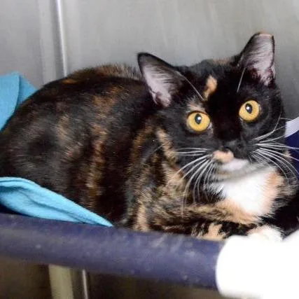 An adult large-sized female Tortoiseshell Domestic Short Hair cat named Pepper for adoption in West Palm Beach, FL
