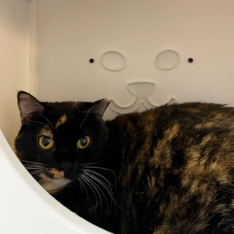 Pepper thumbnail 2