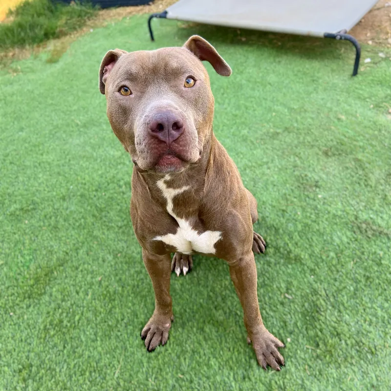 A young medium-sized male American Staffordshire Terrier dog named Jj for adoption in Haslet, TX