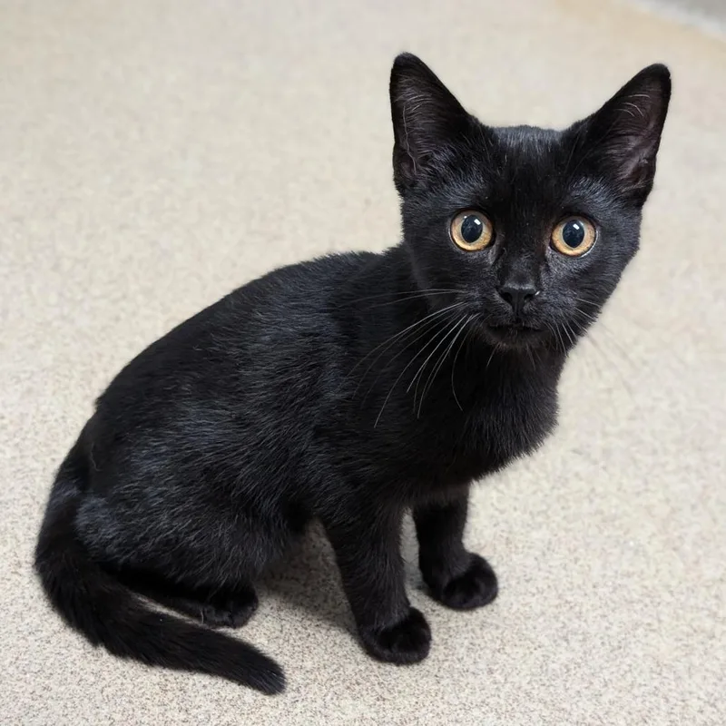 A baby small-sized male Black Domestic Short Hair cat named Cecil for adoption in Brookfield, WI