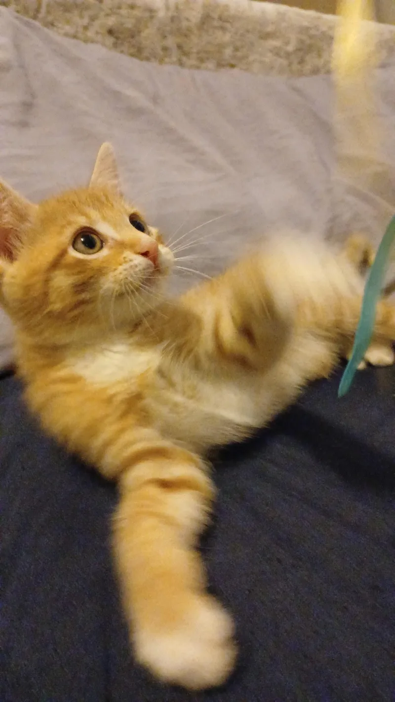 Colby