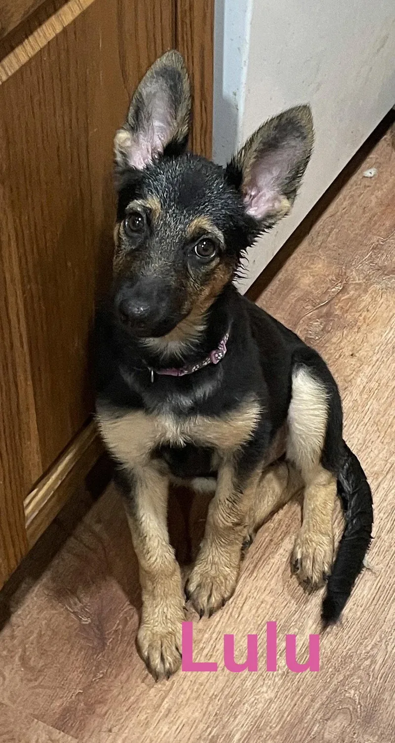 A baby large-sized female German Shepherd Dog dog named Lulu for adoption in Topeka, KS