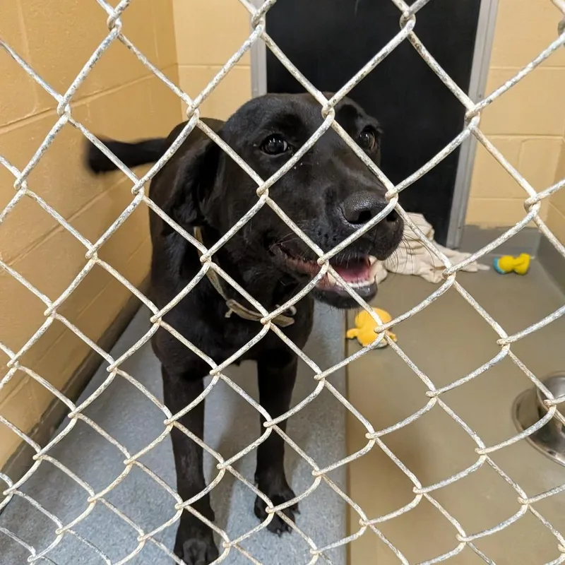 An adult medium-sized female Black Labrador Retriever dog named Loretta for adoption in Fairfax Station, VA