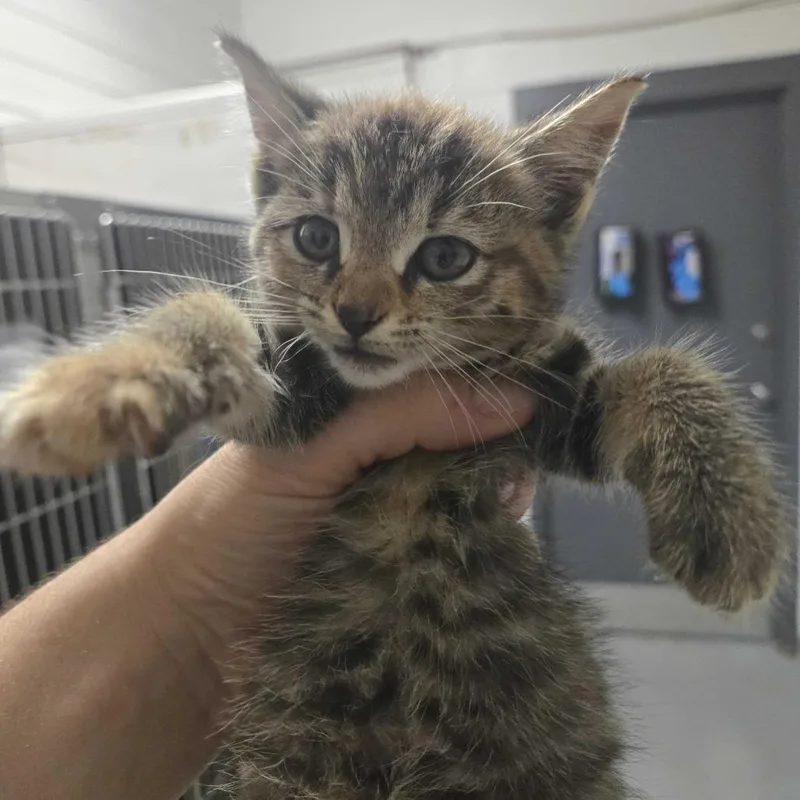 A baby small-sized female Orange / Red Domestic Short Hair cat named Heart for adoption in Spruce Pine, NC