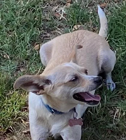 A young small-sized female Mixed Breed dog named Carey Martin for adoption in Pleasanton, CA