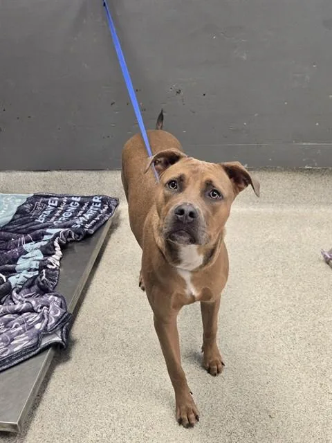 A young small-sized female Bullmastiff dog named Marcia for adoption in Tallahassee, FL