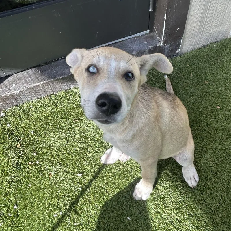 A baby medium-sized female White / Cream Husky dog named Pepper for adoption in LOXAHATCHEE, FL