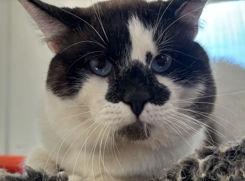 An adult medium-sized male Snowshoe cat named Oliver for adoption in San Diego, CA