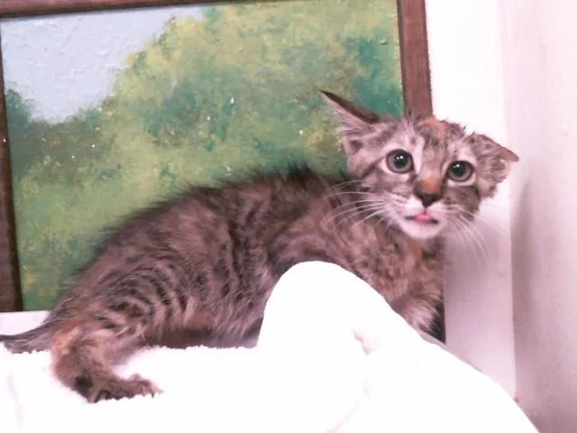 A baby small-sized female Domestic Short Hair cat named Sable for adoption in Houston, TX