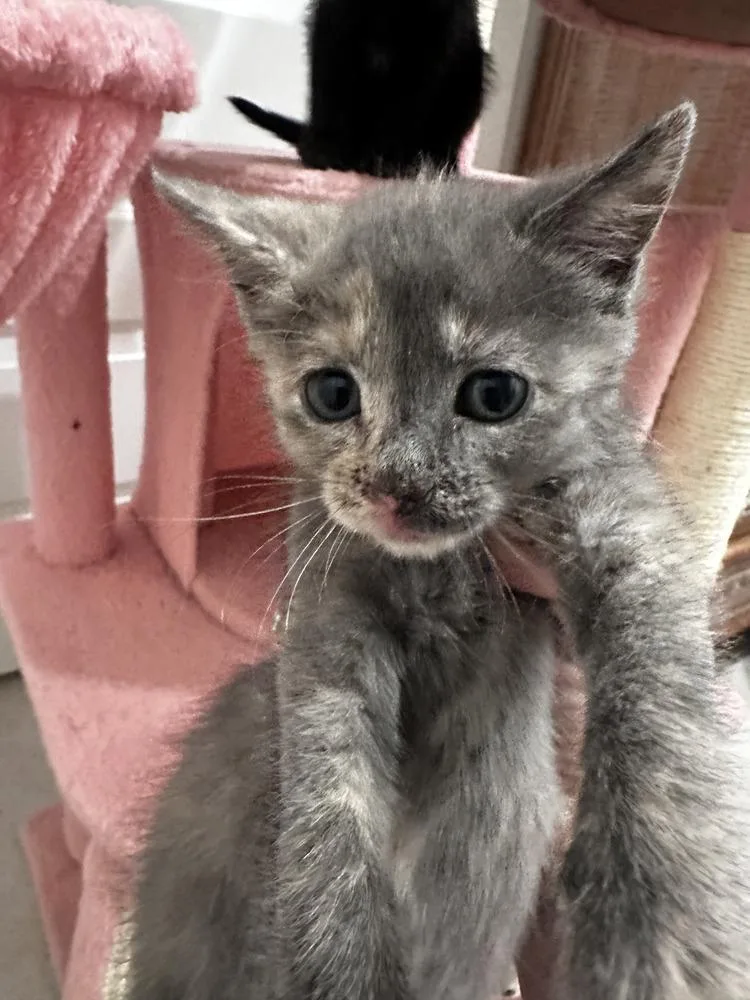 A baby small-sized female Domestic Short Hair cat named Alani for adoption in Brewster , NY