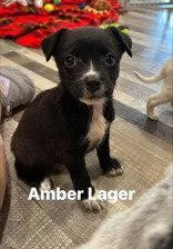 A baby large-sized female Australian Cattle Dog / Blue Heeler dog named Amber Lager for adoption in Newport, KY