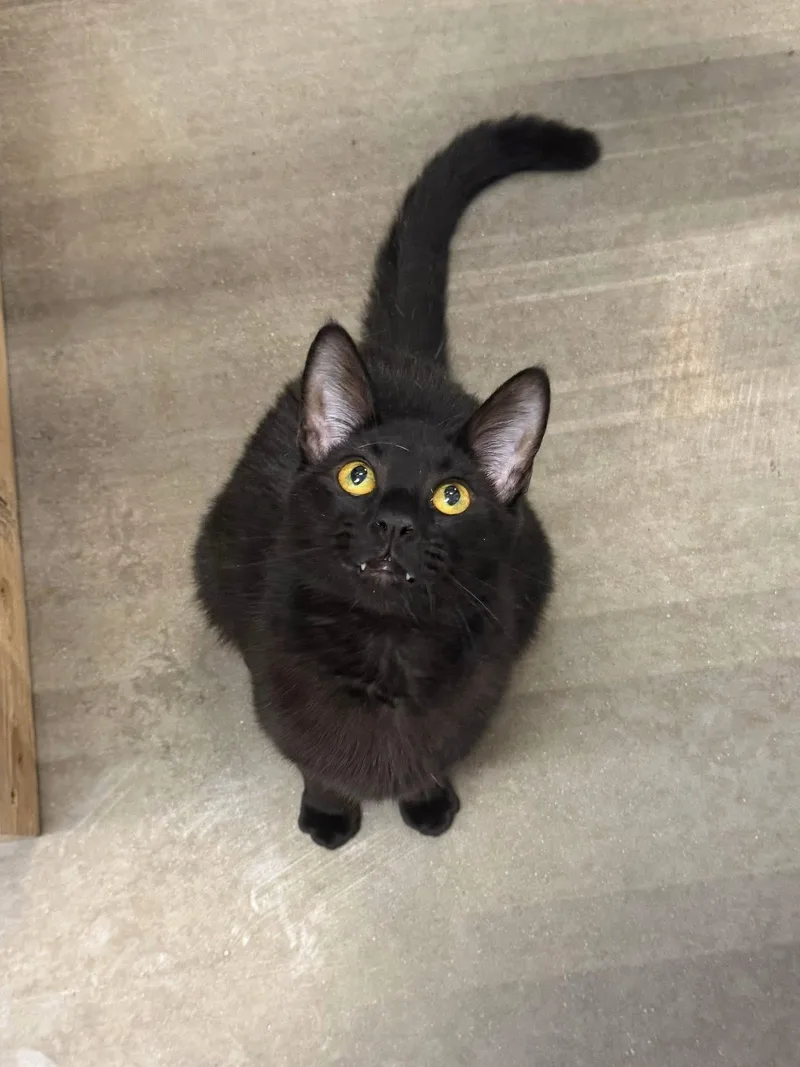 A young medium-sized male Domestic Short Hair cat named Koda for adoption in Chandler, AZ