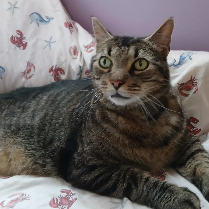 Mr. Bubs thumbnail 3