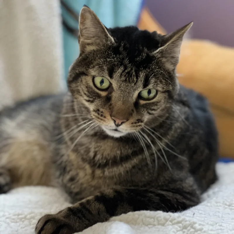 Mr. Bubs thumbnail 4