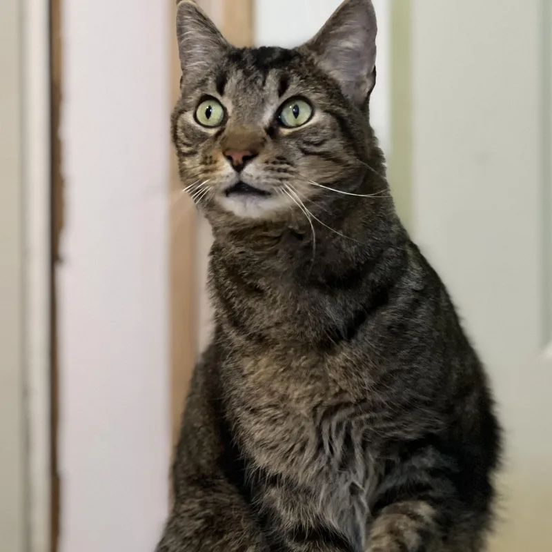 Mr. Bubs thumbnail 5