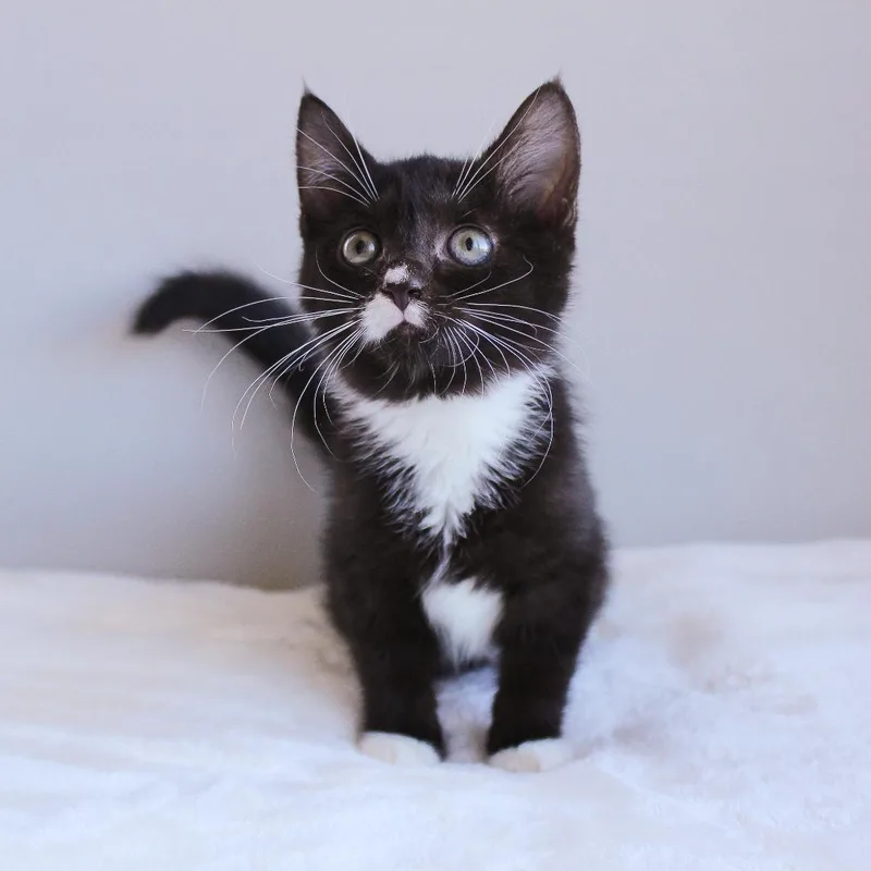 A baby medium-sized female Black & White / Tuxedo Domestic Short Hair cat named Edamame for adoption in Wayne, NJ