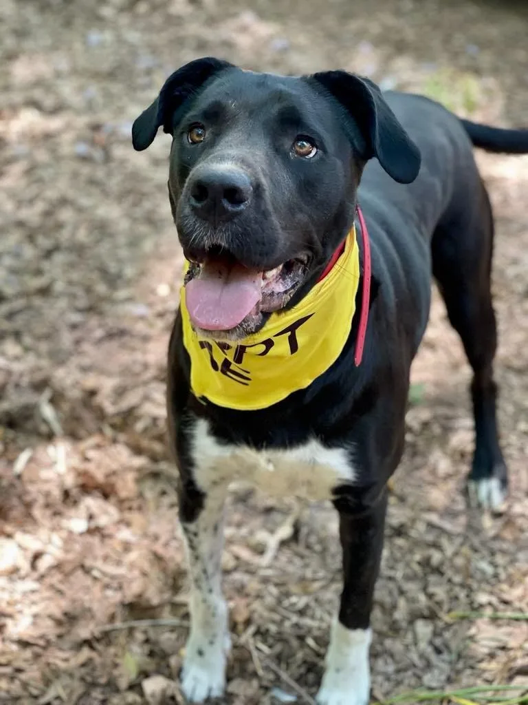 Sunflower Aka Psych thumbnail 2