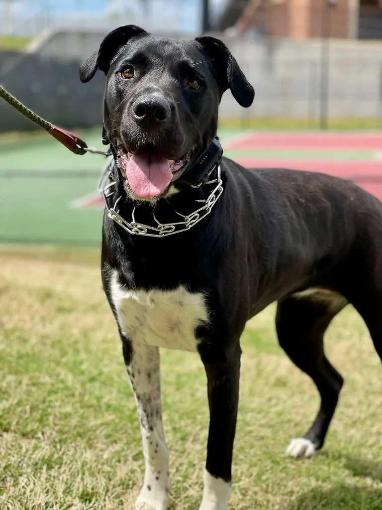 Sunflower Aka Psych thumbnail 3