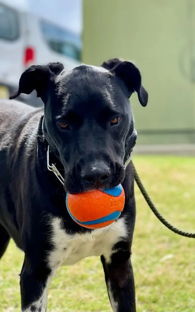 Sunflower Aka Psych thumbnail 4