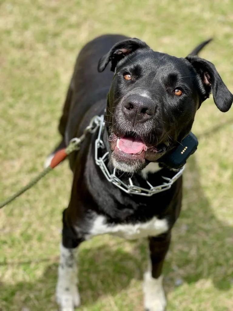 Sunflower Aka Psych thumbnail 5