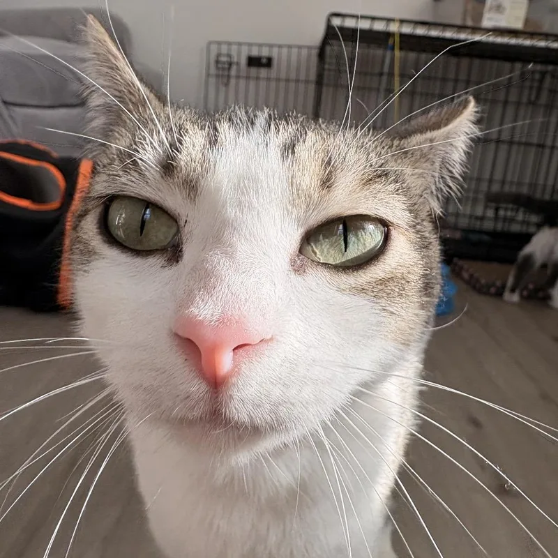 Momma Cat thumbnail 2