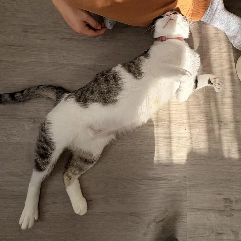 Momma Cat thumbnail 3