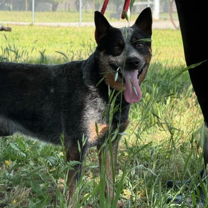 An adult medium-sized male Gray / Blue / Silver Australian Cattle Dog / Blue Heeler dog named Yeti for adoption in DAVIS, CA