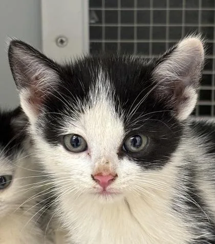 A baby small-sized female Domestic Short Hair cat named Vicky for adoption in Cumming, GA