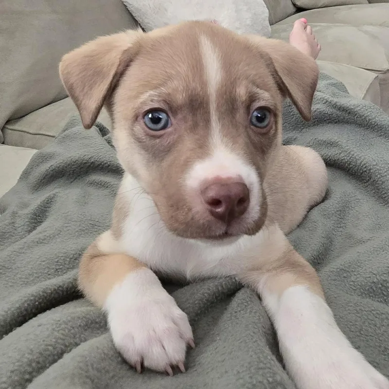 A baby medium-sized male Apricot / Beige Pit Bull Terrier dog named Dusty for adoption in Bryan, TX