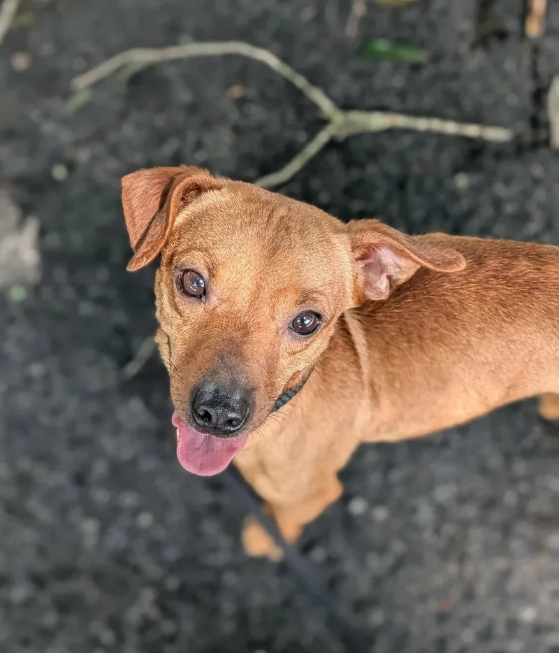 A young medium-sized male Chihuahua dog named NeeDoh for adoption in Alpharetta, GA