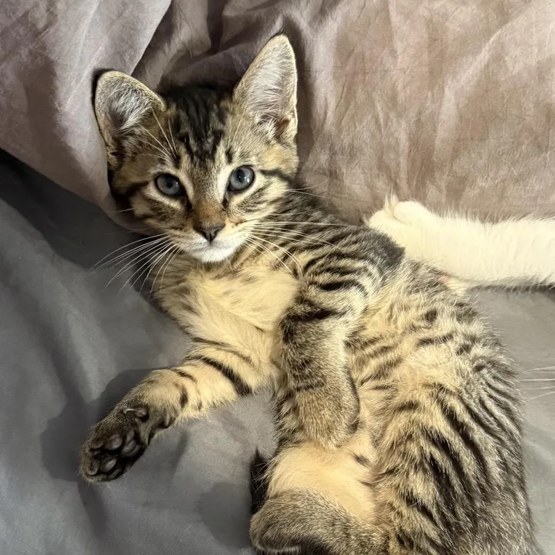 A baby small-sized male Brown / Chocolate Domestic Short Hair cat named George for adoption in Wappingers Falls, NY