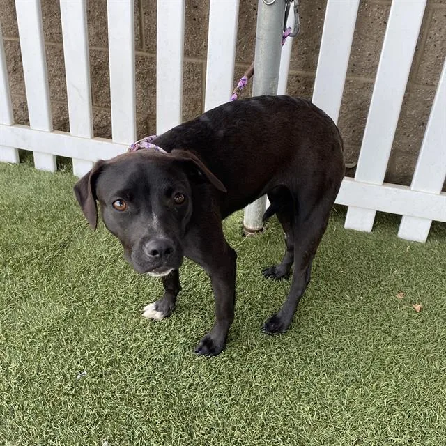 A young medium-sized female Staffordshire Bull Terrier dog named A for adoption in Modesto, CA